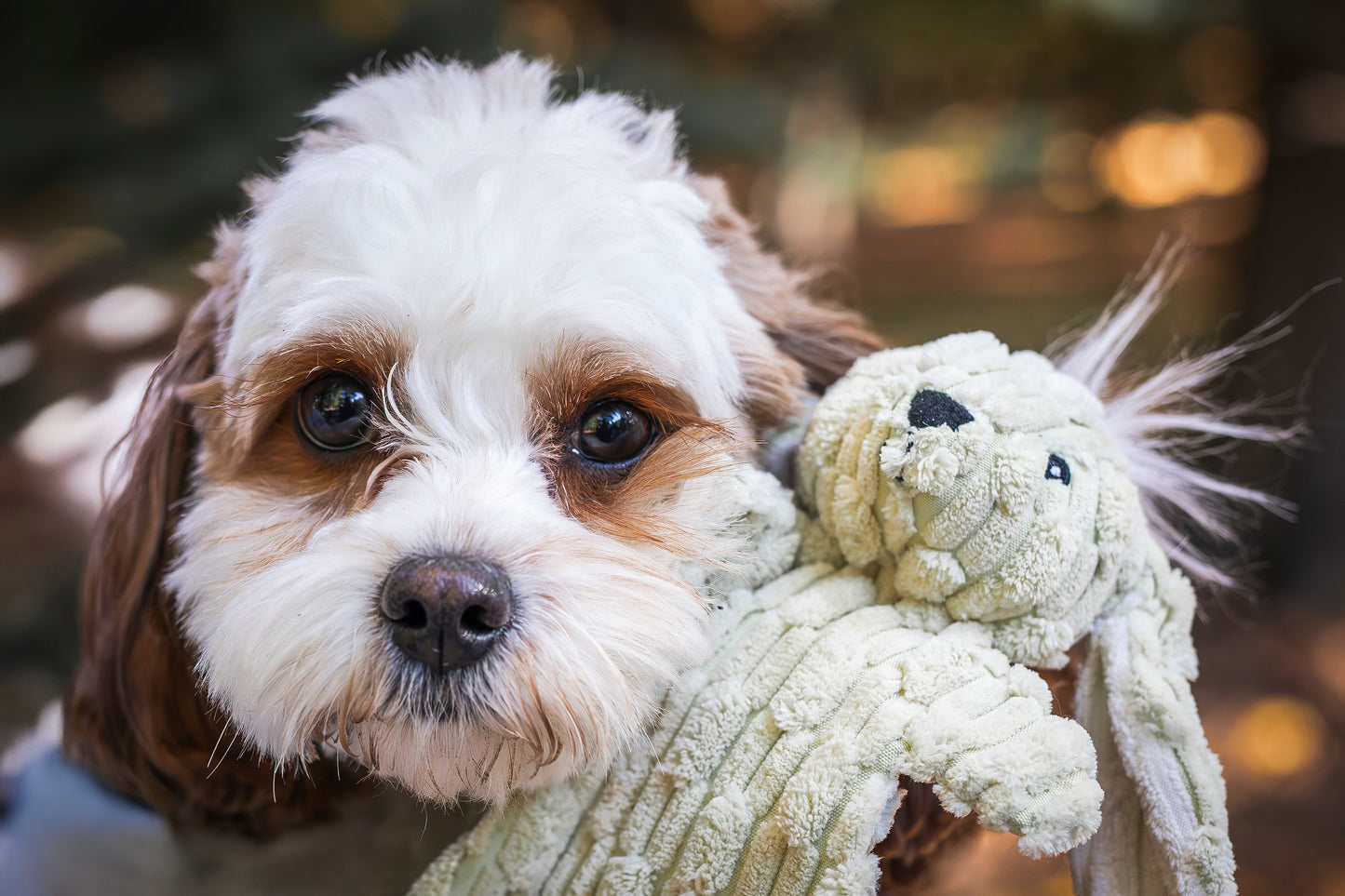 Barnyard HuggleFlatties™ Assorted Plush Dog Toys – 3 Pack