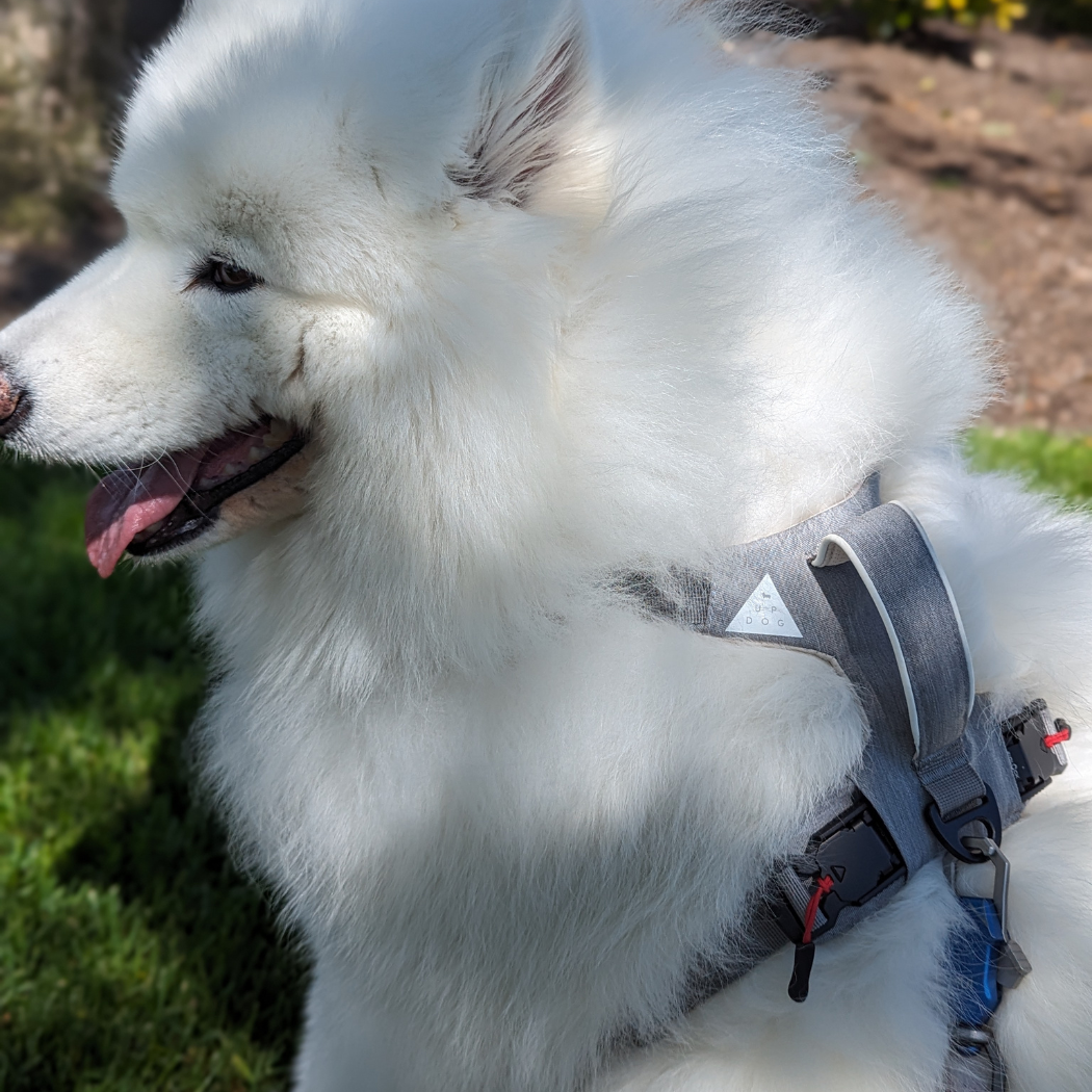 Magnetic Dog Harness – One-Hand Clip, No-Pull Design
