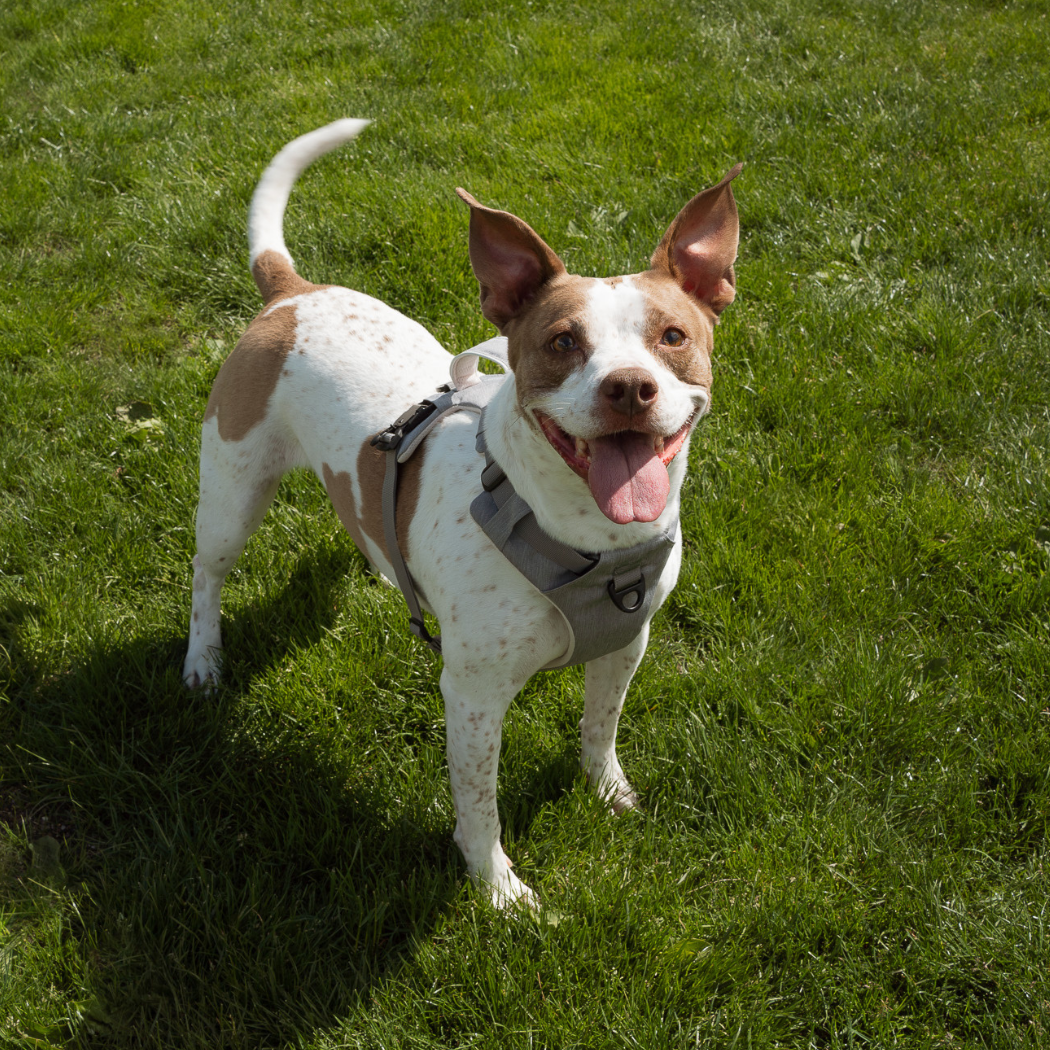 Magnetic Dog Harness – One-Hand Clip, No-Pull Design