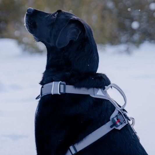 Magnetic Dog Harness – One-Hand Clip, No-Pull Design