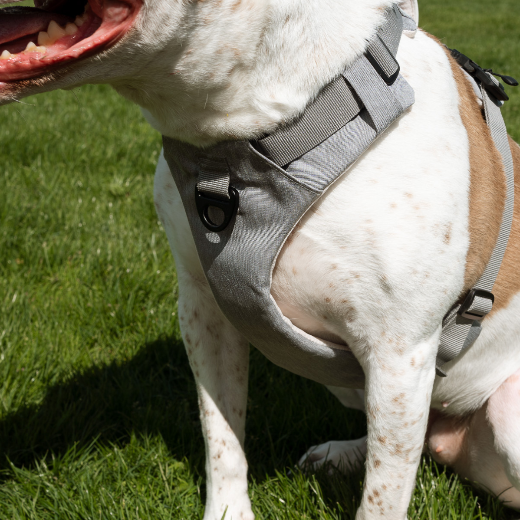 Magnetic Dog Harness – One-Hand Clip, No-Pull Design