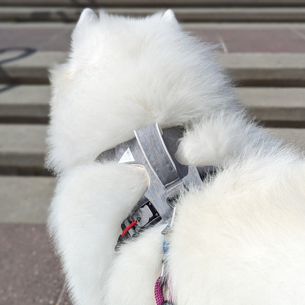 Magnetic Dog Harness – One-Hand Clip, No-Pull Design