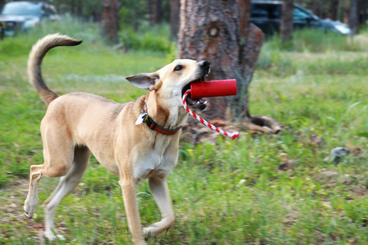 USA-K9 Firecracker Floating Training Dummy | K9 Handler Reward Toy | Red | USA Made