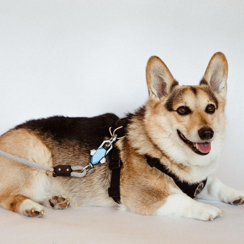 Patented Magnetic Dog Leash – One-Hand Connect & Release