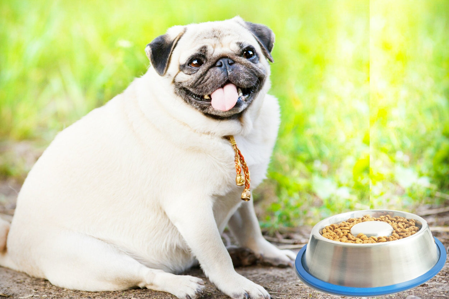 Mr. Peanut's Slow Feed Anti-Bloat Dog Bowl with Silicone Base
