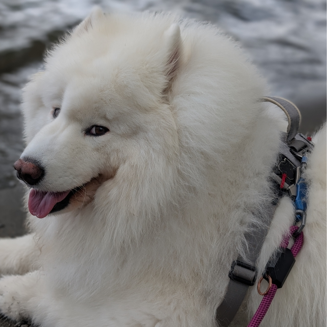 Patented Magnetic Dog Leash – One-Hand Connect & Release