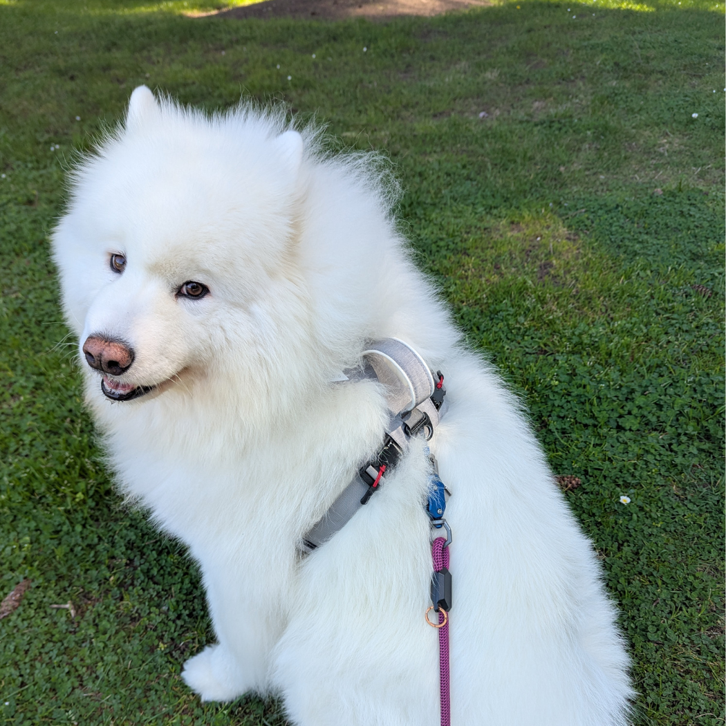 Magnetic Dog Harness – One-Hand Clip, No-Pull Design