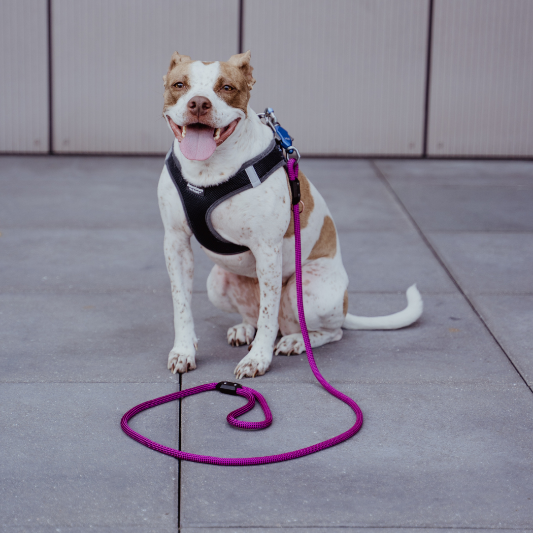 Patented Magnetic Dog Leash – One-Hand Connect & Release