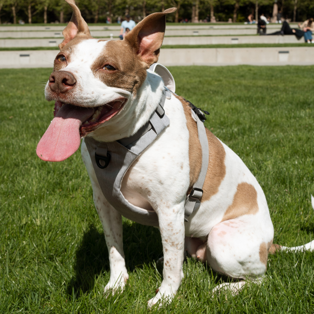 Magnetic Dog Harness – One-Hand Clip, No-Pull Design
