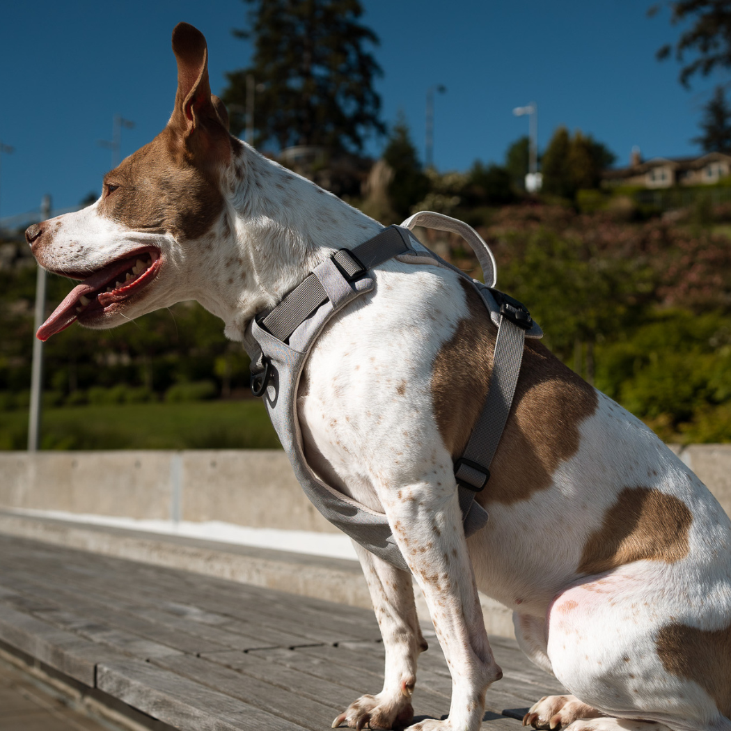 Magnetic Dog Harness – One-Hand Clip, No-Pull Design