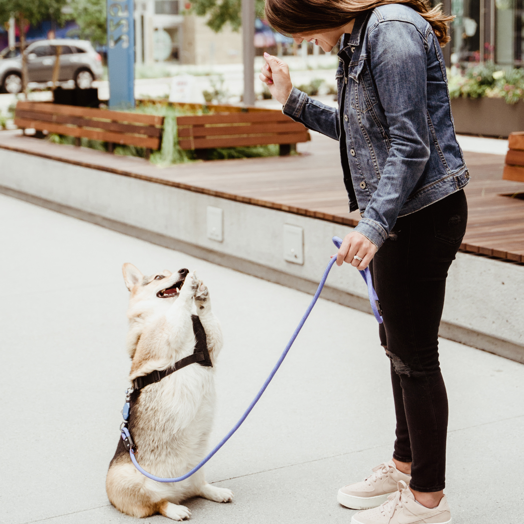 Patented Magnetic Dog Leash – One-Hand Connect & Release