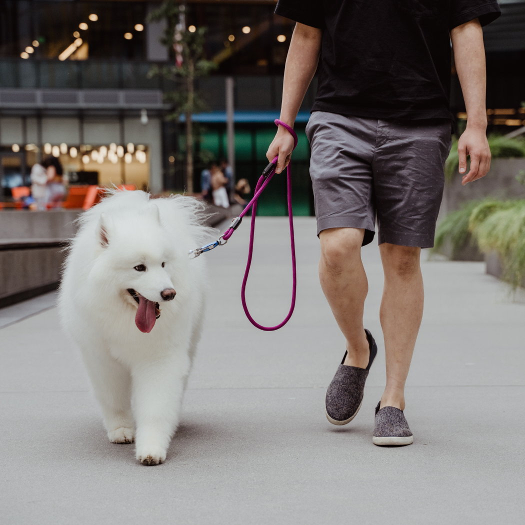 Patented Magnetic Dog Leash – One-Hand Connect & Release