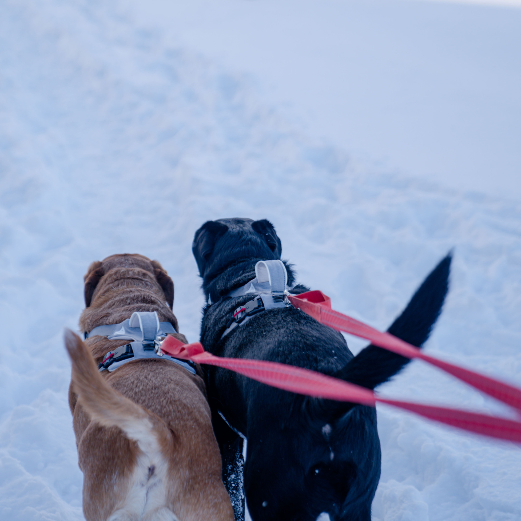 Magnetic Dog Harness – One-Hand Clip, No-Pull Design