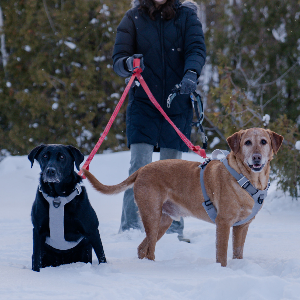 Magnetic Dog Harness – One-Hand Clip, No-Pull Design