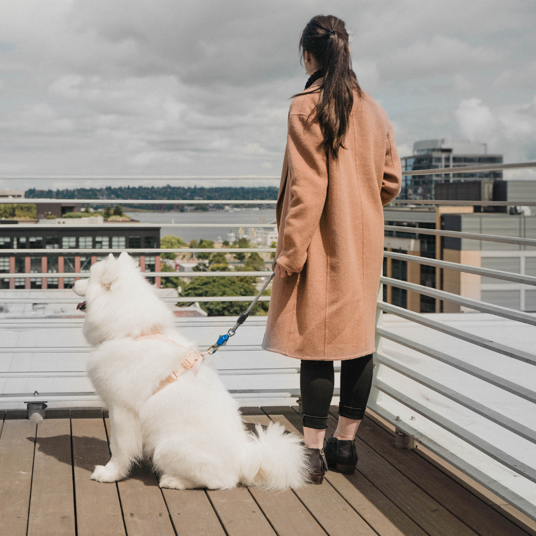 Patented Magnetic Dog Leash – One-Hand Connect & Release