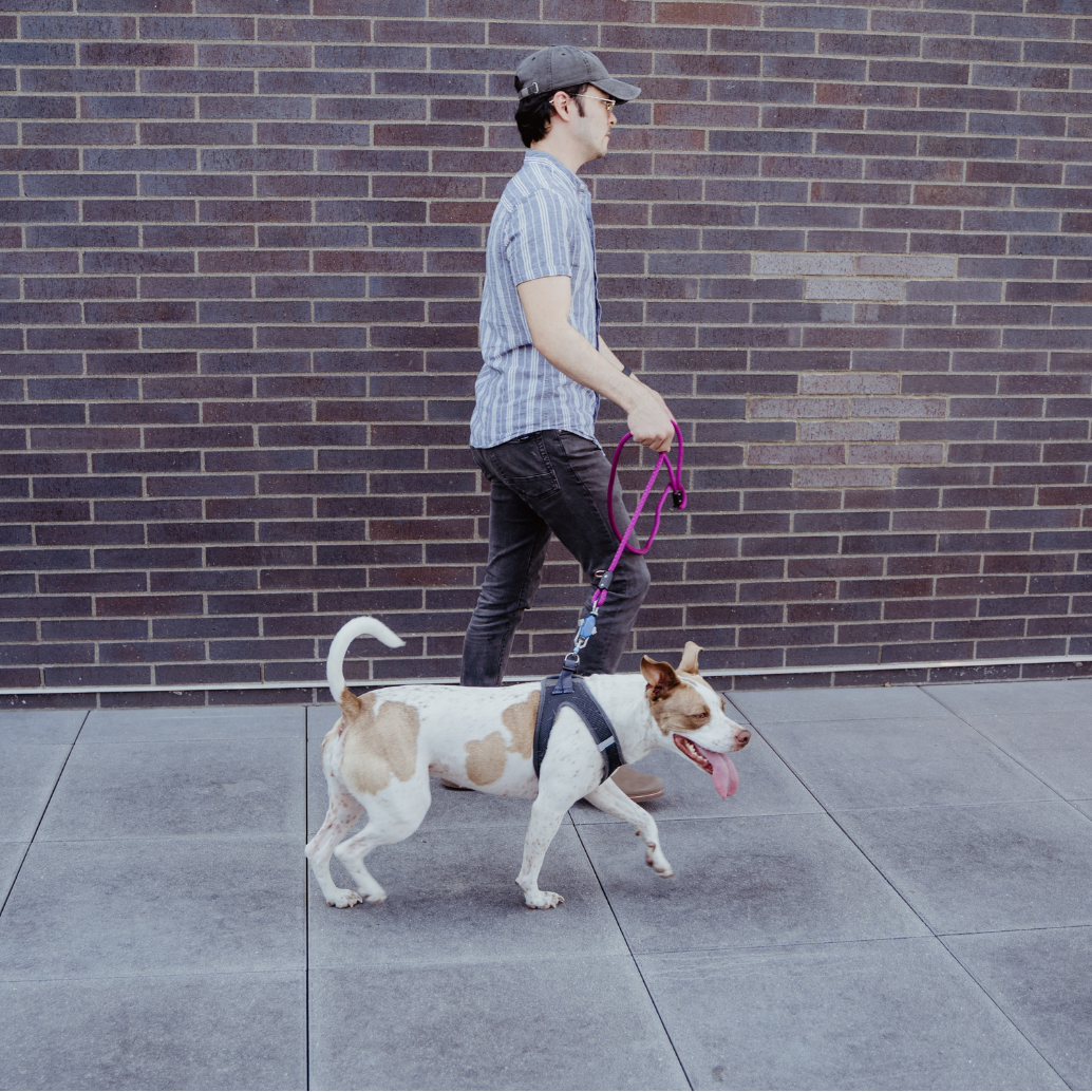 Patented Magnetic Dog Leash – One-Hand Connect & Release