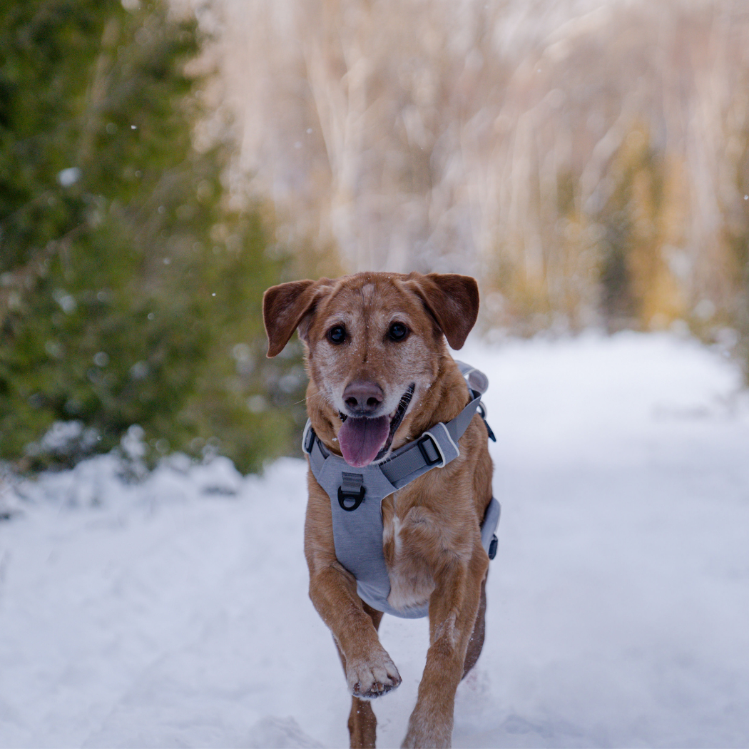 Magnetic Dog Harness – One-Hand Clip, No-Pull Design